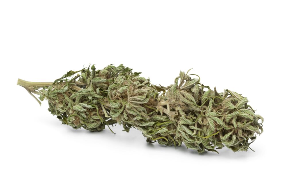 Dried marijuana bud with visible THC